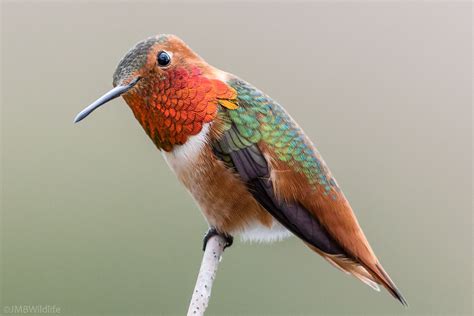 hummingbird: hummingbird（蜂鸟）是由Golang编写的轻量级物 .